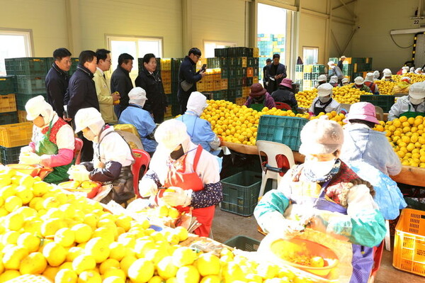[고흥=뉴시스] 고흥산 햇유자 수매 현장. (사진=고흥군 제공) 2025.11.24. photo@newsis.com *재판매 및 DB 금지